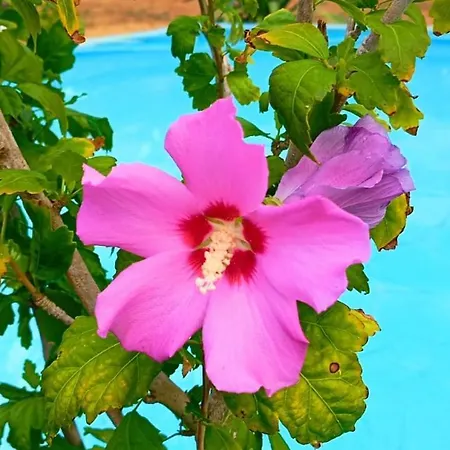 Dans Jolie Jardin